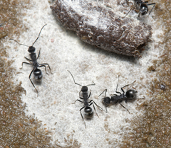 Polyrhachis sokolova