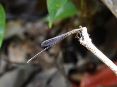 Prodasineura autumnalis