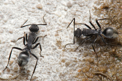 Polyrhachis sokolova