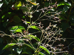 Urceola rosea
