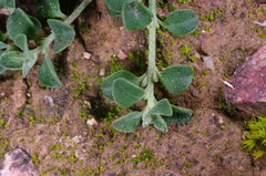 Chenopodium desertorum