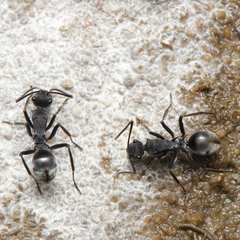 Polyrhachis sokolova