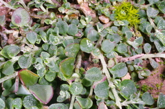 Chenopodium desertorum