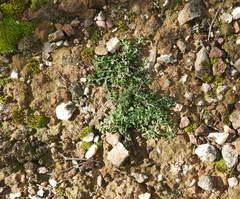Chenopodium desertorum