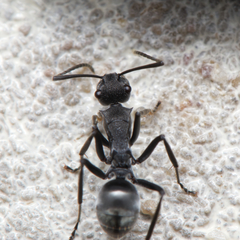 Polyrhachis sokolova