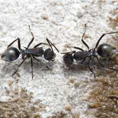 Polyrhachis sokolova