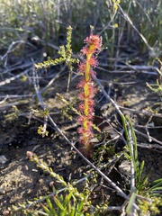 Drosera platypoda