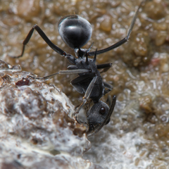 Polyrhachis sokolova