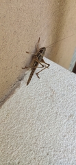 Decticus albifrons