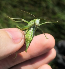 Poecilimon intermedius