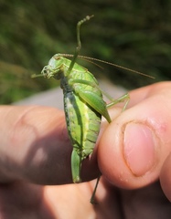 Poecilimon intermedius