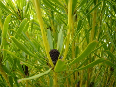 Leucadendron platyspermum