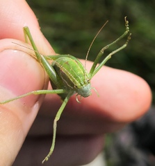 Poecilimon intermedius