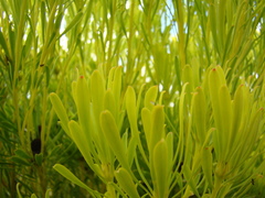 Leucadendron platyspermum