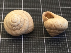 Sphincterochila aharonii