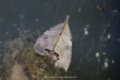 Hyperlopha cristifera