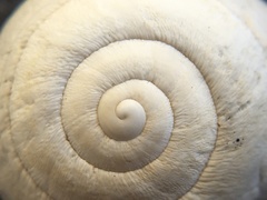 Sphincterochila prophetarum