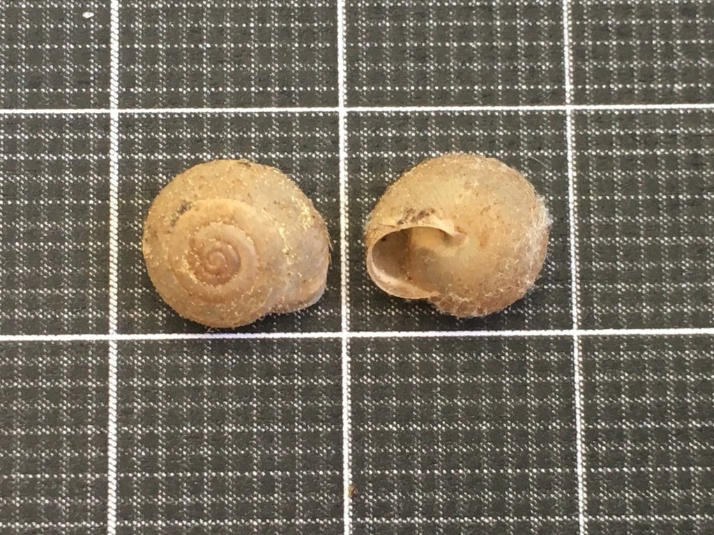 Monacha crispulata