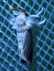 Repnoa imparilis