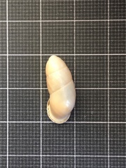 Buliminus lamprostatus