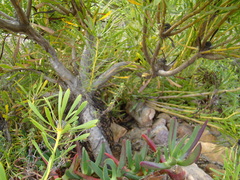 Leucadendron platyspermum