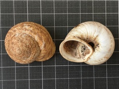 Levantina spiriplana
