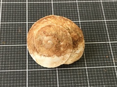 Levantina spiriplana