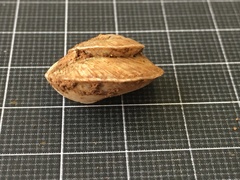 Levantina spiriplana