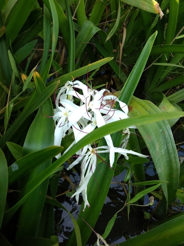 Poisonbulb (Crinum asiaticum)