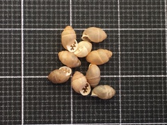 Euchondrus sulcidens