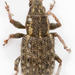 Clover Weevil - Photo (c) Chris Moody, some rights reserved (CC BY-NC)