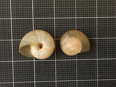 Eopolita protensa
