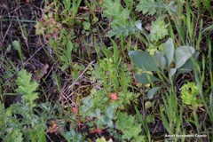 Cynoglossum cheirifolium