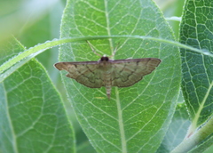 Herpetogramma theseusalis