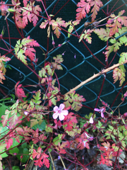 Geranium robertianum