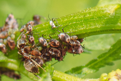 Metopeurum fuscoviride