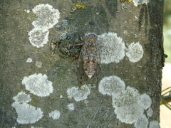 Cicada orni