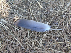 Columba livia domestica
