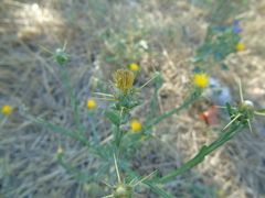 Centaurea solstitialis