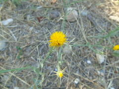 Centaurea solstitialis