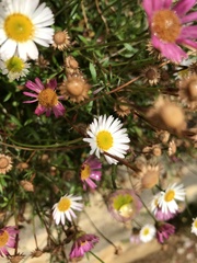 Erigeron karvinskianus