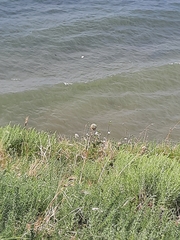 Allium atroviolaceum