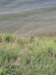 Allium atroviolaceum