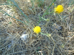 Centaurea solstitialis