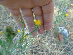 Centaurea solstitialis