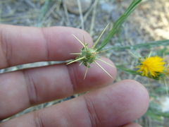Centaurea solstitialis