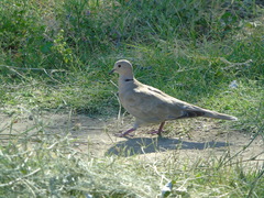 Streptopelia decaocto