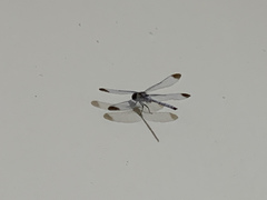 Zyxomma obtusum