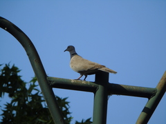 Streptopelia decaocto