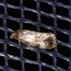 Cochylis punctadiscana